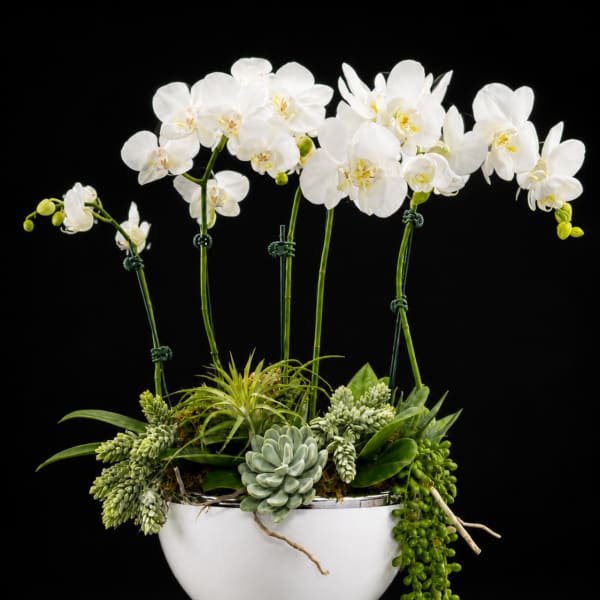 Luxury Orchid Garden
