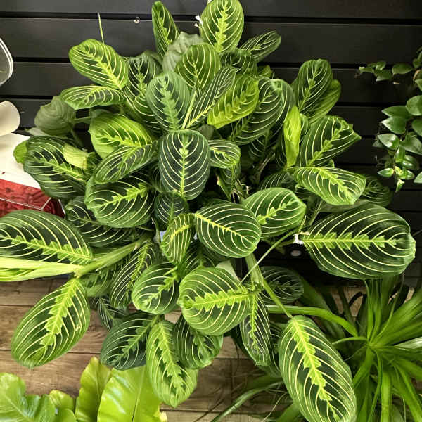 The Red Prayer Plant