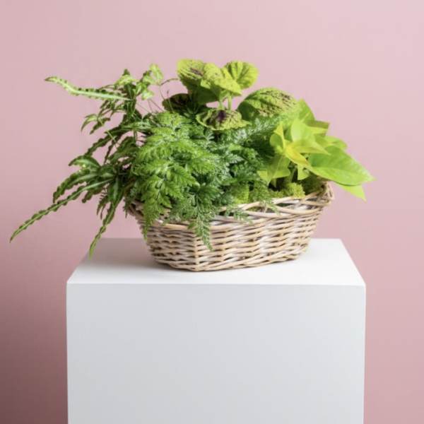 Basket of assorted green houseplants on a white pedestal
