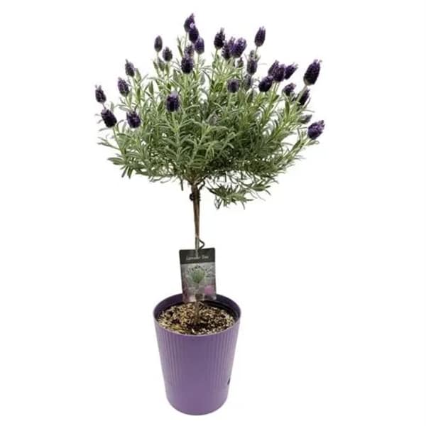 Lavender Topiary in Self Watering Pot