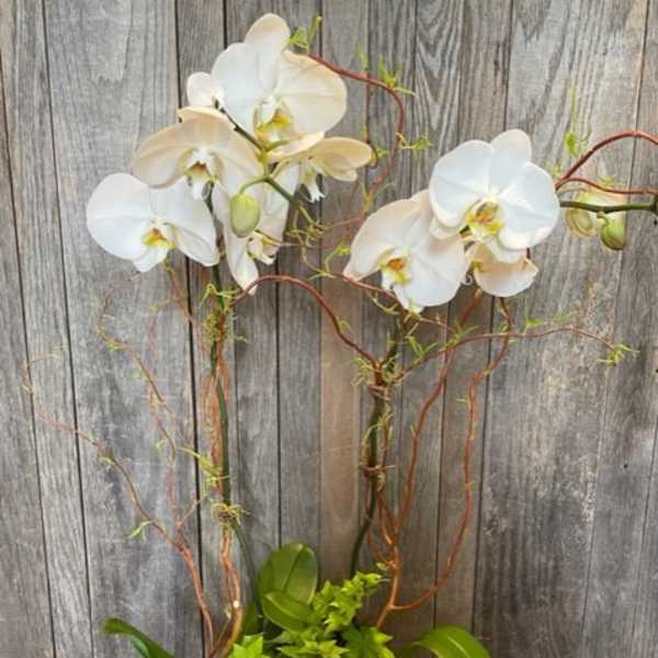 White orchids in a low decorative planter with green foliage