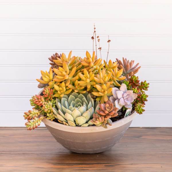 Succulent arrangement in a shallow bowl planter