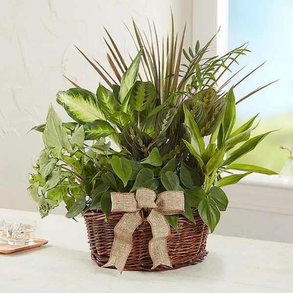 Mixed green houseplants in a wicker basket with a burlap bow