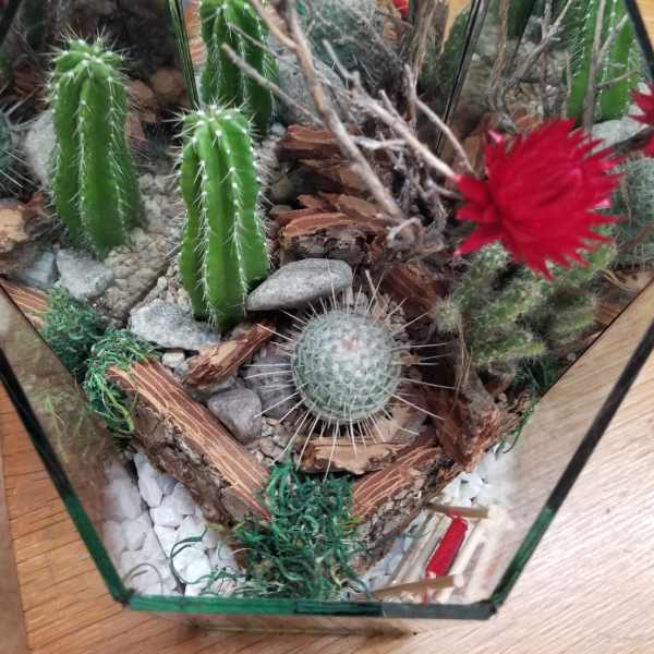 Terrarium with cacti, rocks, and red artificial flowers in a glass container