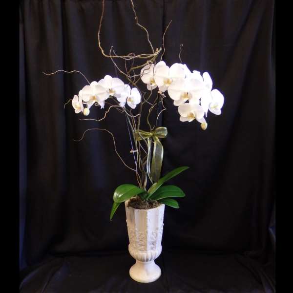 White orchid arrangement in a tall white urn with twisting branches