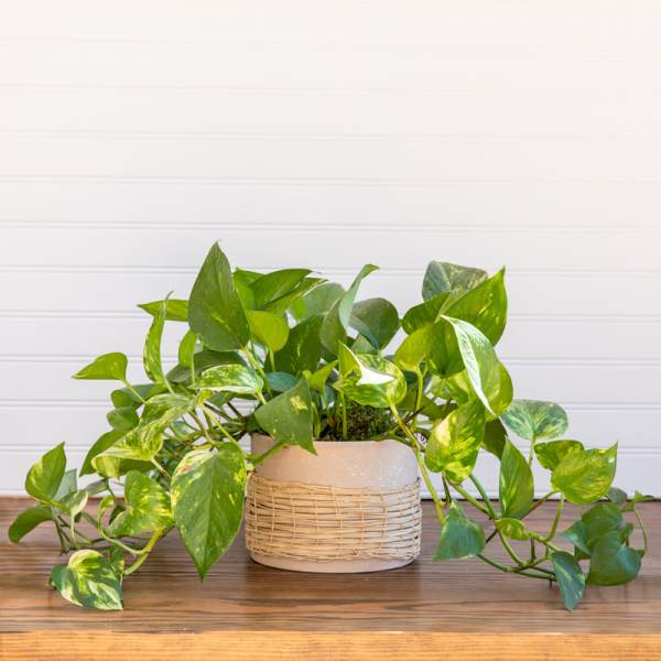 Potted pothos plant in a woven basket-style cover