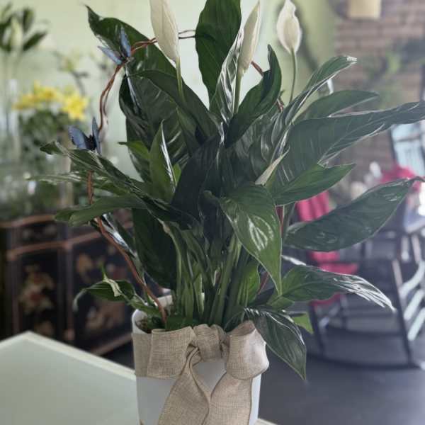 Potted peace lily with white blooms in a white container tied with a burlap bow