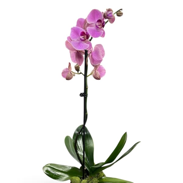 Pink orchid plant in a textured white pot