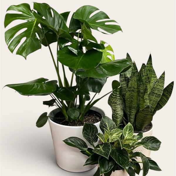 Three potted houseplants, including a split-leaf monstera and snake plant