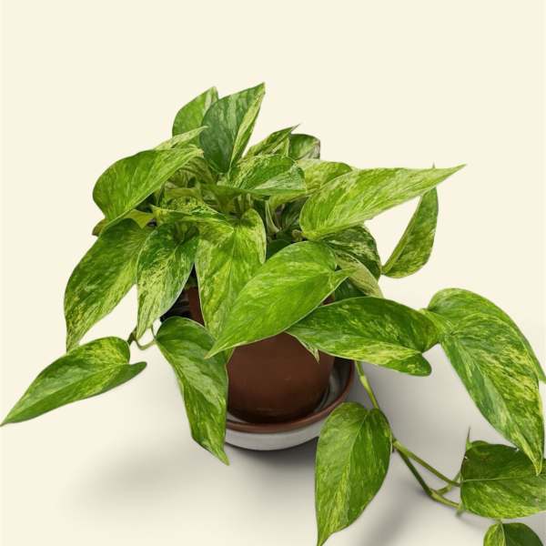 Potted pothos plant with variegated green leaves