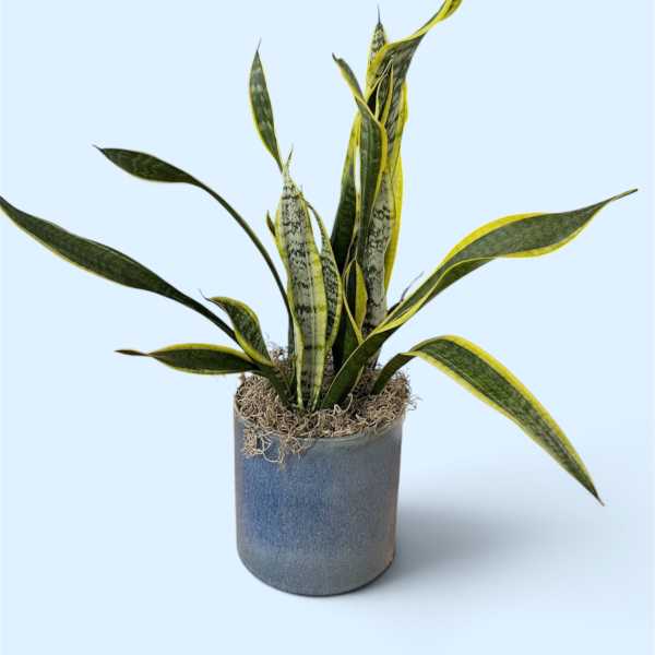 Potted snake plant with long variegated leaves in a gray container
