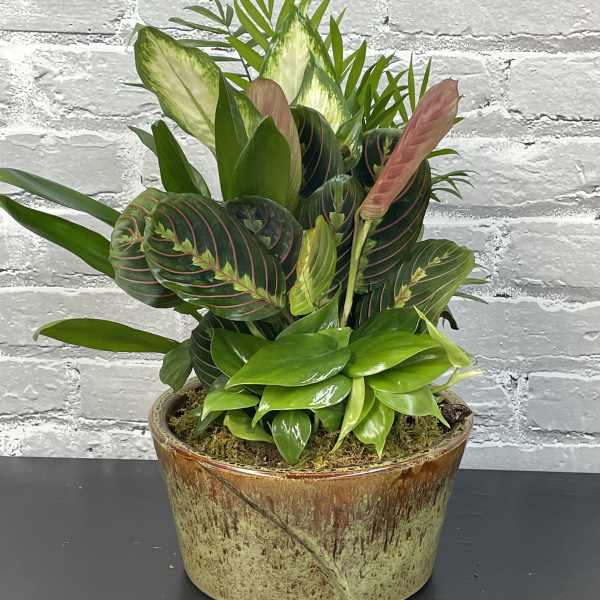 Potted tropical plant arrangement with variegated and striped leaves in a ceramic planter