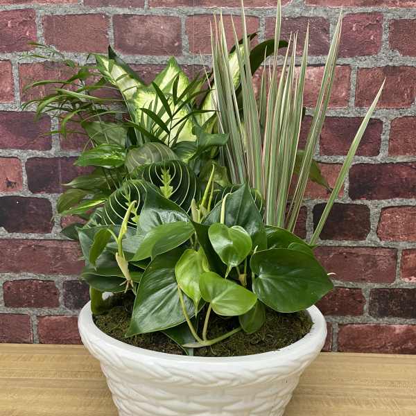 Mixed green houseplants in a white ceramic planter