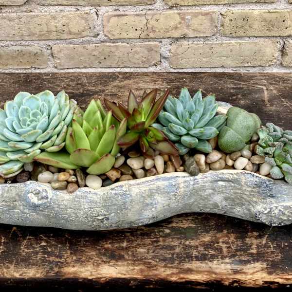 Succulent arrangement in a rustic stone planter with pebbles