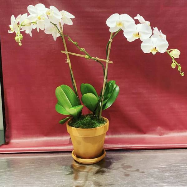 White orchid plant in a gold pot