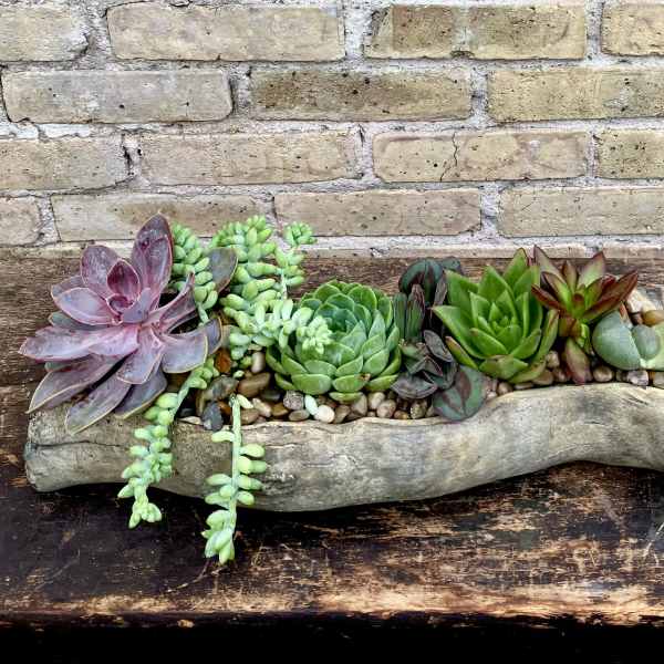 Succulent arrangement in a driftwood planter with pebbles