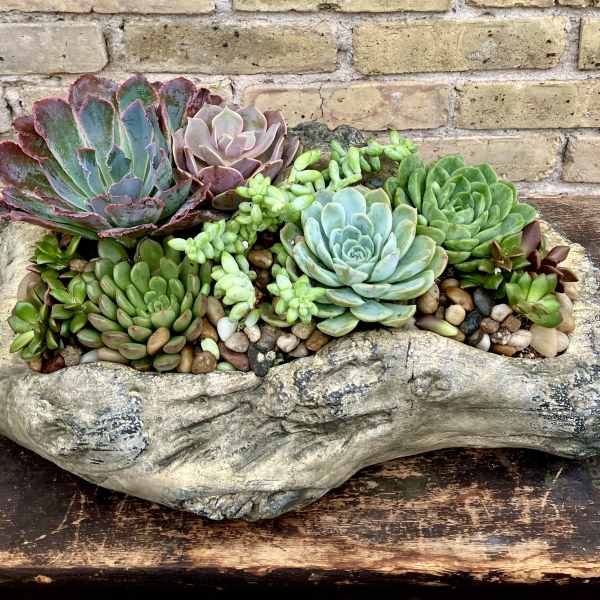 Succulent arrangement in a rustic stone planter with mixed rosette plants