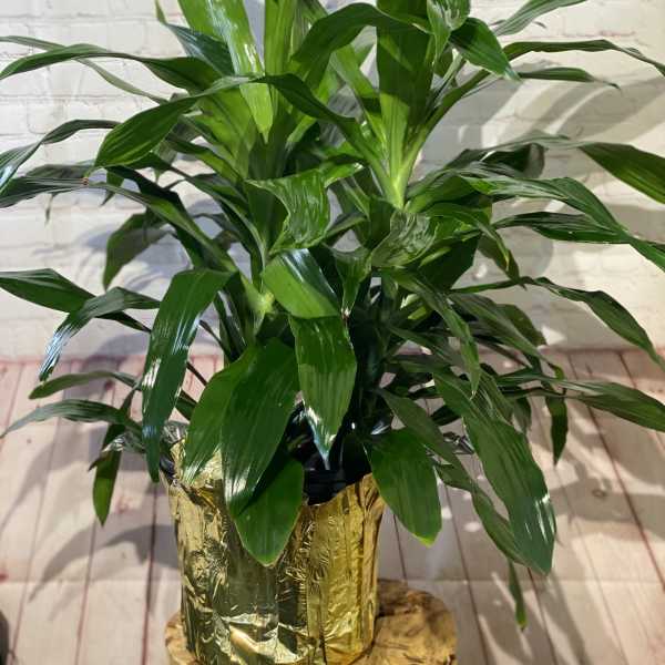 Potted green houseplant with broad glossy leaves in a gold foil wrap