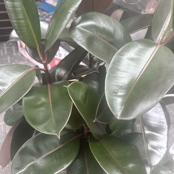 Green Plants