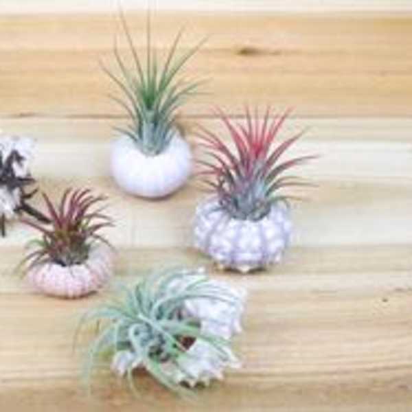 Small air plants arranged in decorative holders on a wooden surface