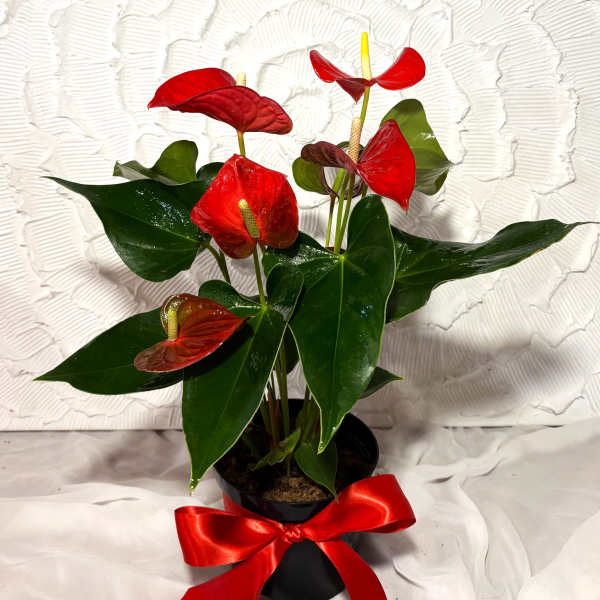 Anthurium