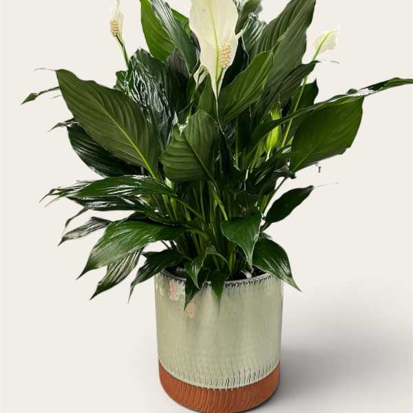 White peace lilies in a metallic planter with glossy green leaves