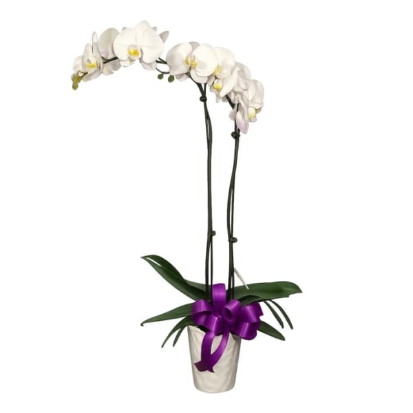 White Phalaenopsis Orchid Plant