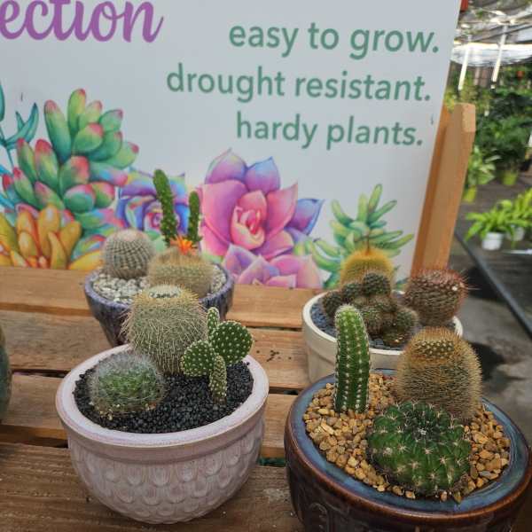 Cactus Garden