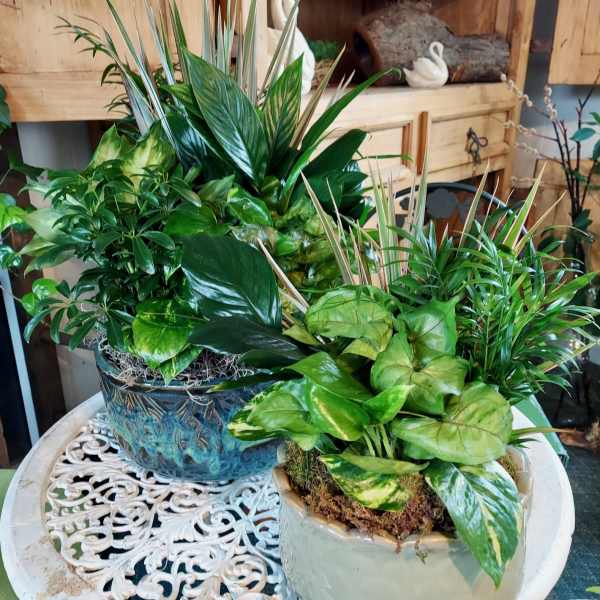 Two potted green houseplants arranged on a table.