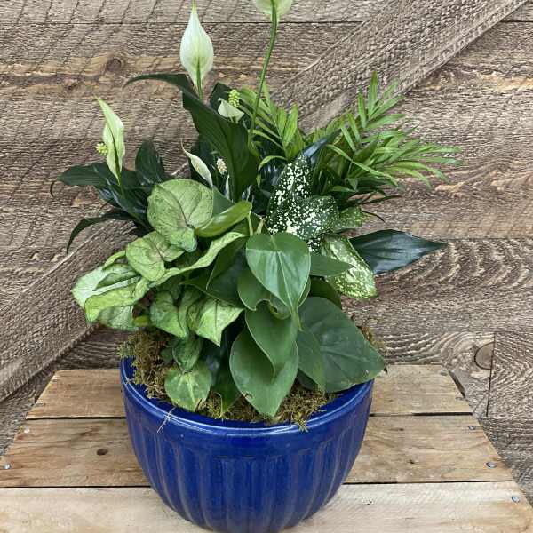 Potted green plant arrangement with white peace lily blooms in a blue ceramic pot