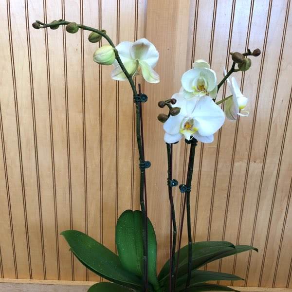 White orchid plant in a square white pot