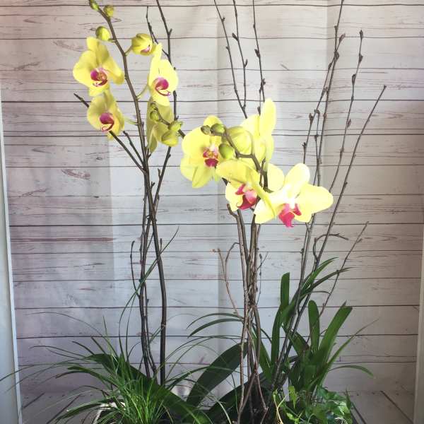 Yellow orchids arranged in a black rectangular planter