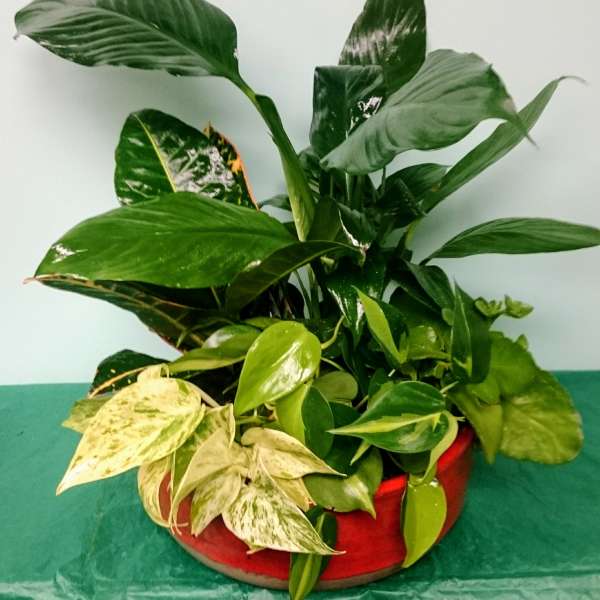 Viridescent Garden
