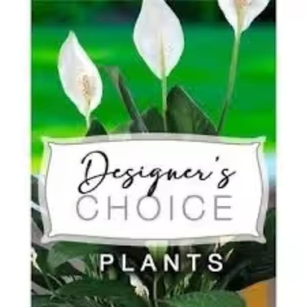 White peace lilies with a "Designer’s Choice Plants" label