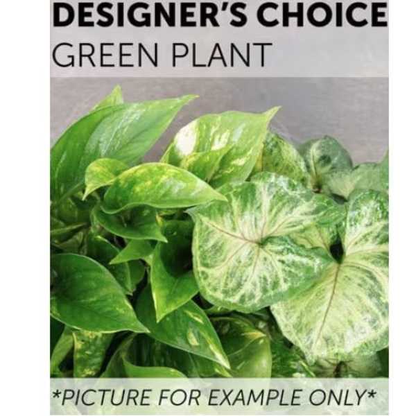 Designer’s choice green plant with broad variegated leaves