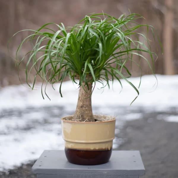 Potted ponytail palm in a beige ceramic pot