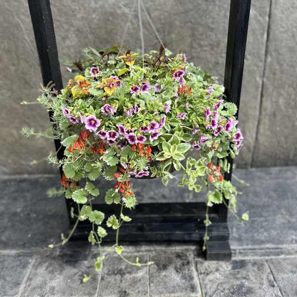 Hanging basket of mixed flowering plants with purple and orange blooms