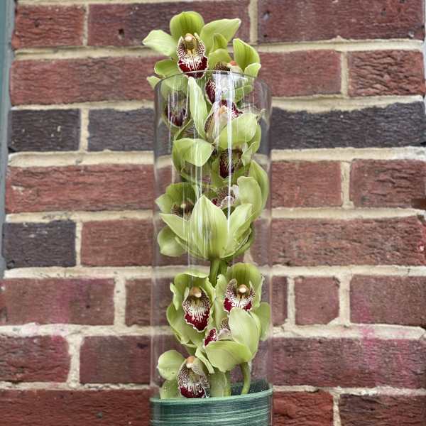 Tall glass vase with green orchids and burgundy centers