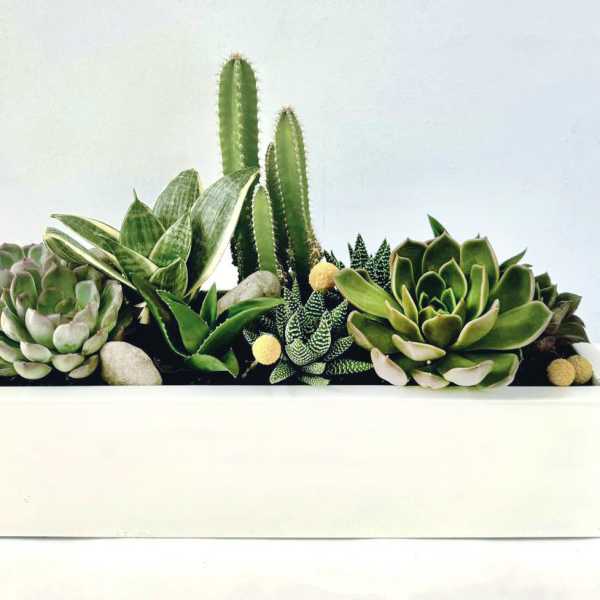 Succulent arrangement in a white rectangular planter with cactus accents
