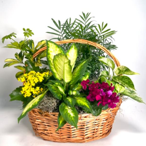 Basket of mixed potted plants with yellow and magenta blooms