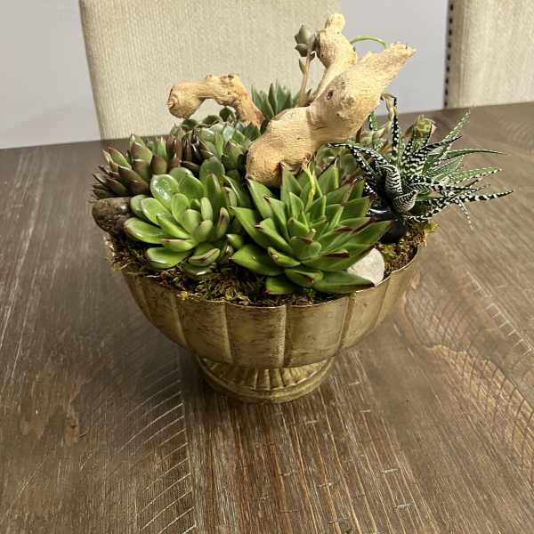 Succulent arrangement in a gold bowl with decorative driftwood