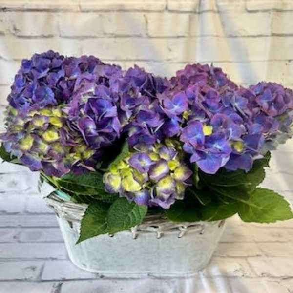 Purple hydrangeas arranged in a white basket