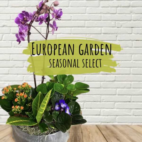 Potted orchid and mixed plants in a metal container