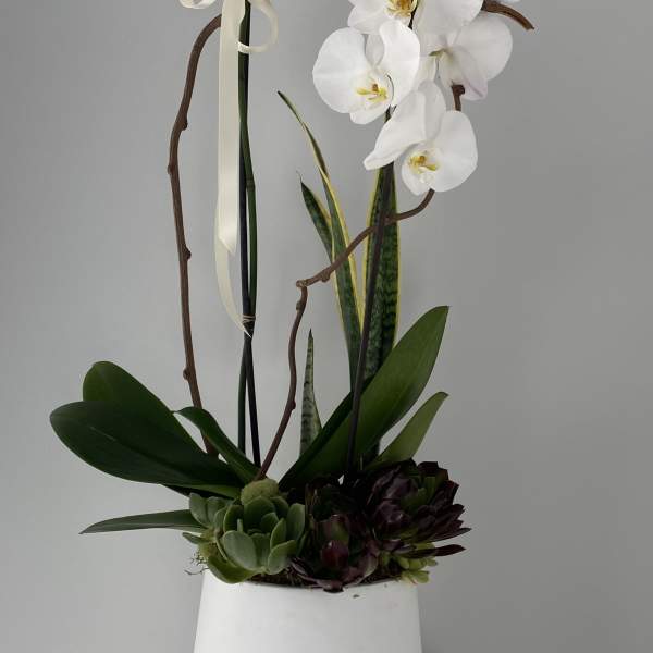 White orchids in a white pot with succulents and ribbon