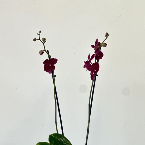 Potted orchid with magenta blooms in a white container