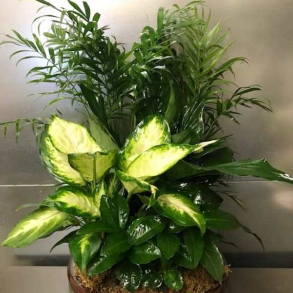Potted green foliage arrangement in a ceramic bowl