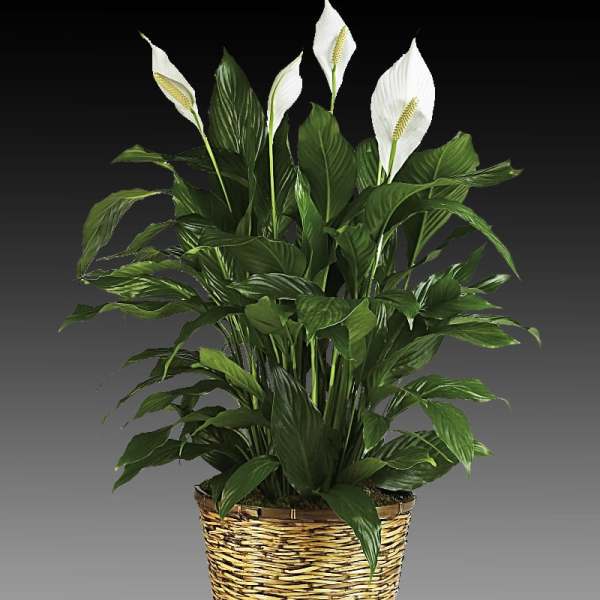 Potted peace lily plant with white blooms in a woven basket