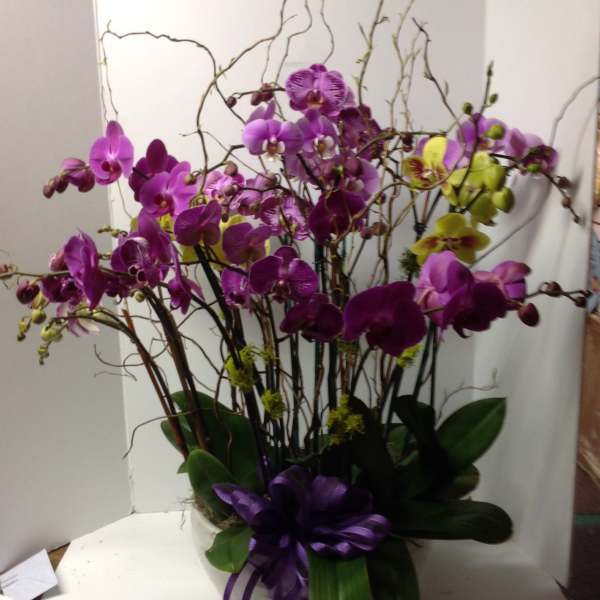Arrangement of purple and yellow orchids in a white container with a purple ribbon