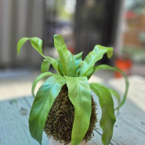 Royal Kokedama