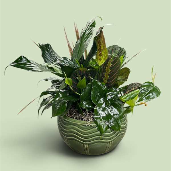 Potted green houseplant arrangement in a textured ceramic bowl